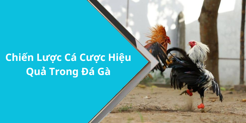 Chiến Lược Cá Cược Hiệu Quả Trong Đá Gà