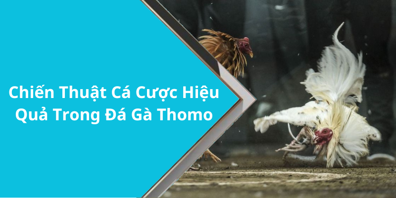 Chiến Thuật Cá Cược Hiệu Quả Trong Đá Gà Thomo