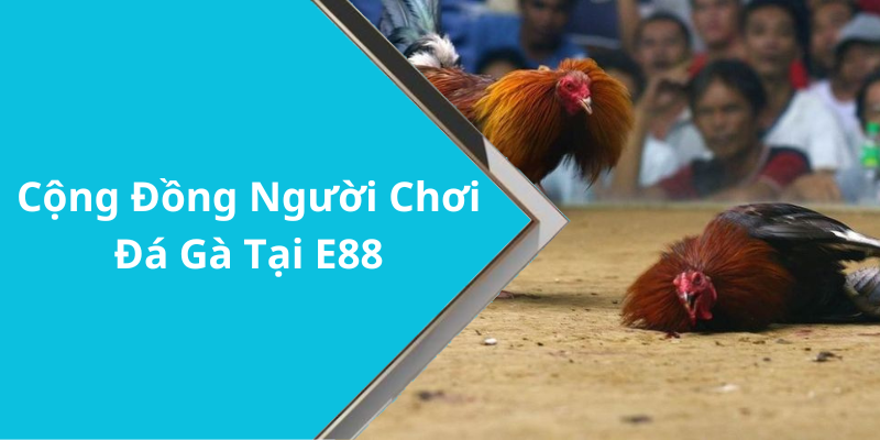 Cộng Đồng Người Chơi Đá Gà Tại E88