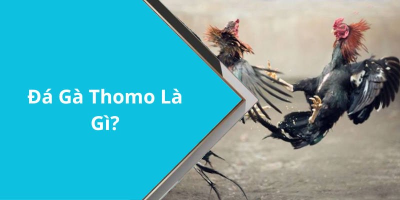 Đá Gà Thomo Là Gì