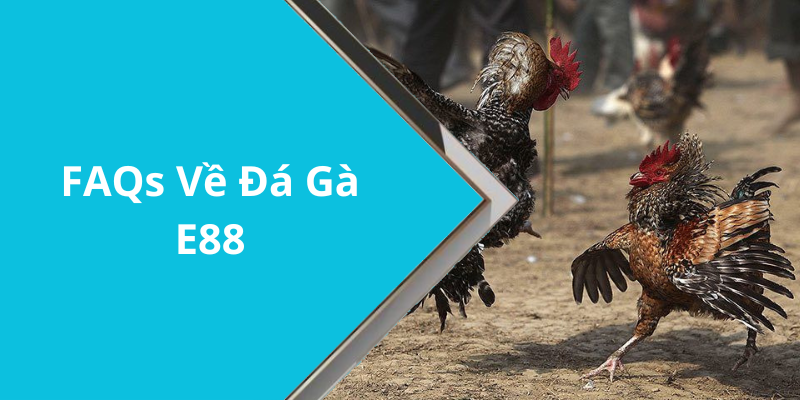 FAQs Về Đá Gà E88