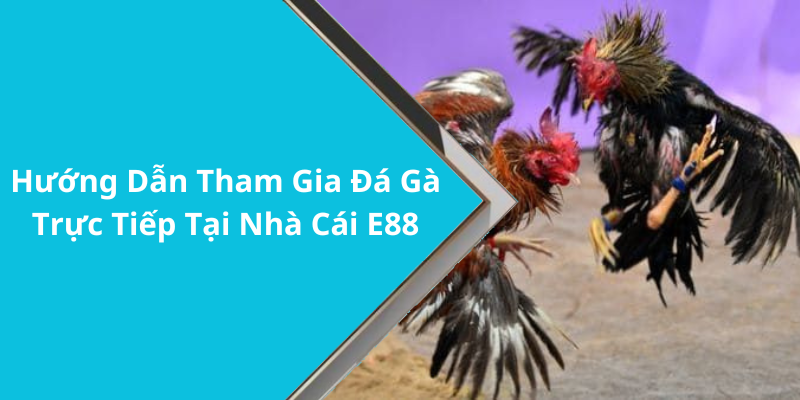 Hướng Dẫn Tham Gia Đá Gà Trực Tiếp Tại Nhà Cái E88