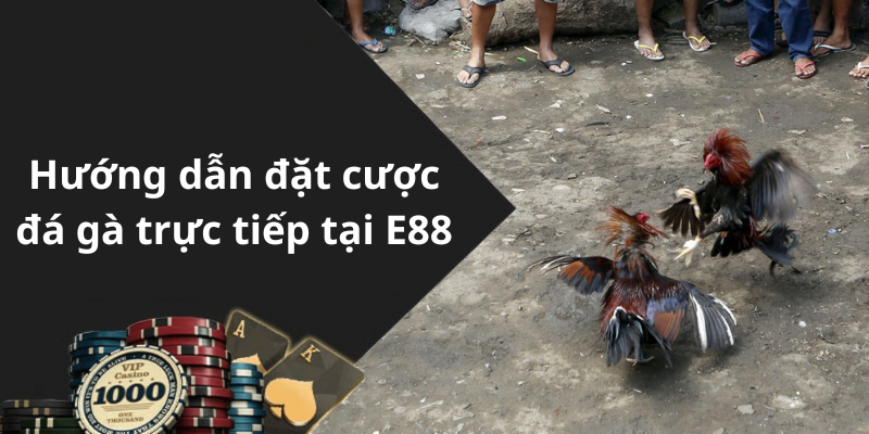 Hướng dẫn đặt cược đá gà trực tiếp tại E88