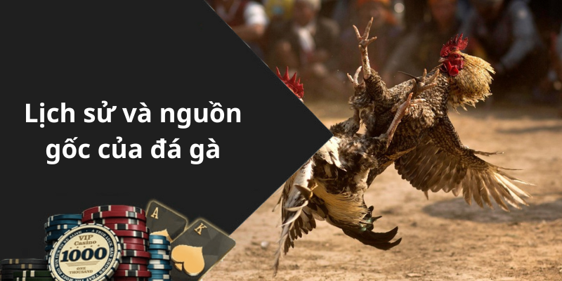 Lịch sử và nguồn gốc của đá gà