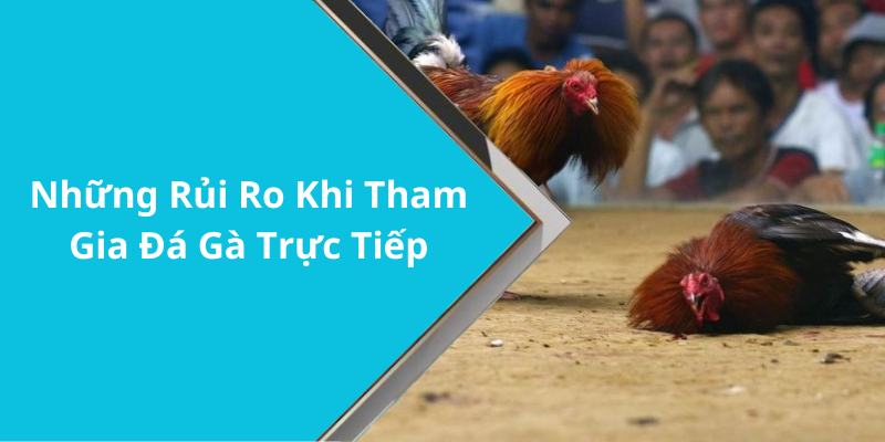 Những Rủi Ro Khi Tham Gia Đá Gà Trực Tiếp