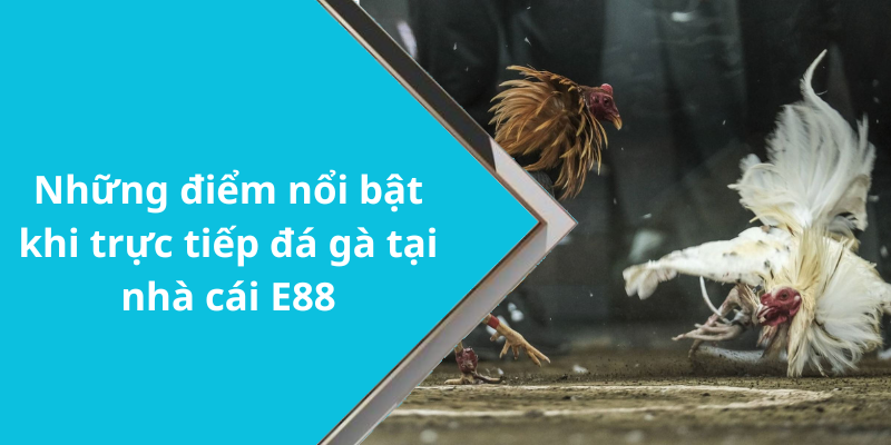 Những điểm nổi bật khi trực tiếp đá gà tại nhà cái E88