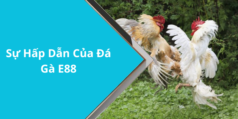 Sự Hấp Dẫn Của Đá Gà E88