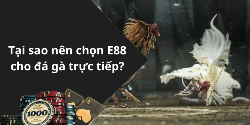 Tại sao nên chọn E88 cho đá gà trực tiếp