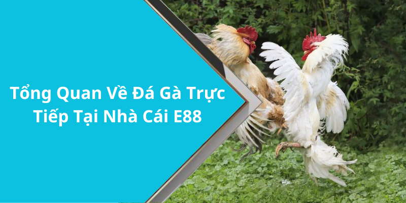 Tổng Quan Về Đá Gà Trực Tiếp Tại Nhà Cái E88