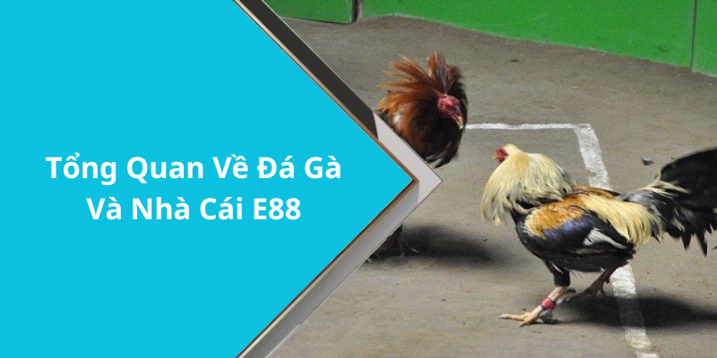 Tổng Quan Về Đá Gà Và Nhà Cái E88