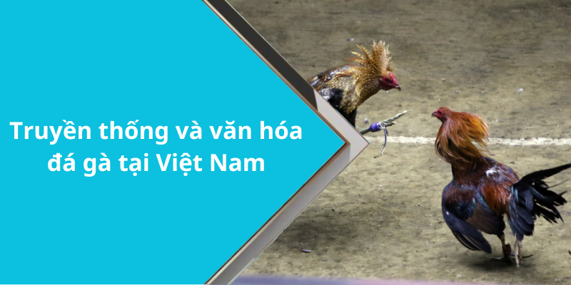Truyền thống và văn hóa đá gà tại Việt Nam