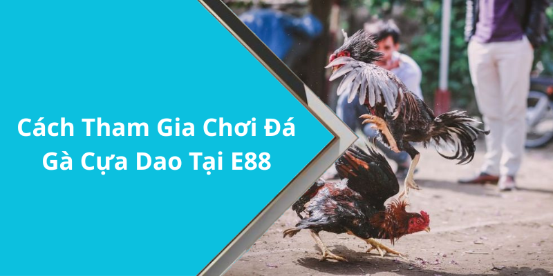 Cách Tham Gia Chơi Đá Gà Cựa Dao Tại E88