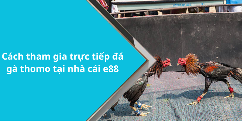 Cách tham gia trực tiếp đá gà thomo tại nhà cái e88