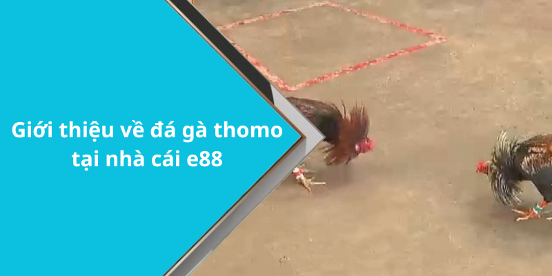 Giới thiệu về đá gà thomo tại nhà cái e88