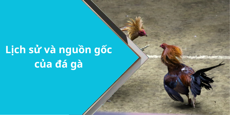 Lịch sử và nguồn gốc của đá gà