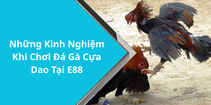 Những Kinh Nghiệm Khi Chơi Đá Gà Cựa Dao Tại E88