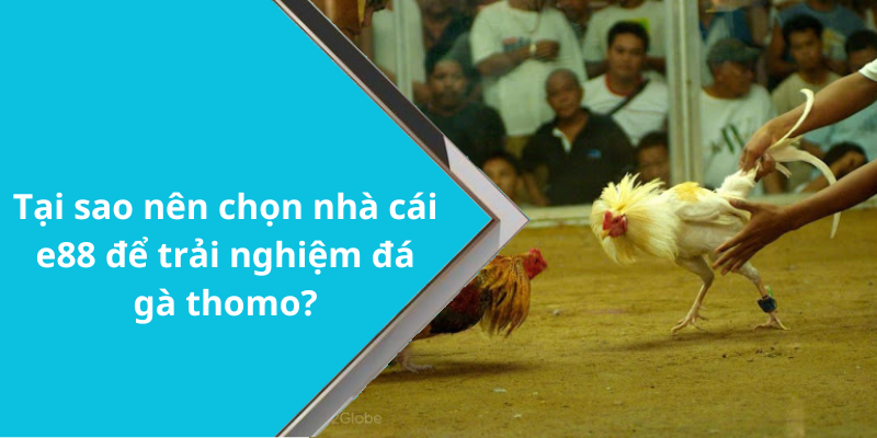 Tại sao nên chọn nhà cái e88 để trải nghiệm đá gà thomo