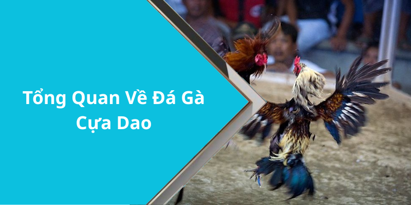 Tổng Quan Về Đá Gà Cựa Dao
