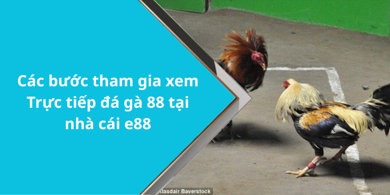 Các bước tham gia xem Trực tiếp đá gà 88 tại nhà cái e88