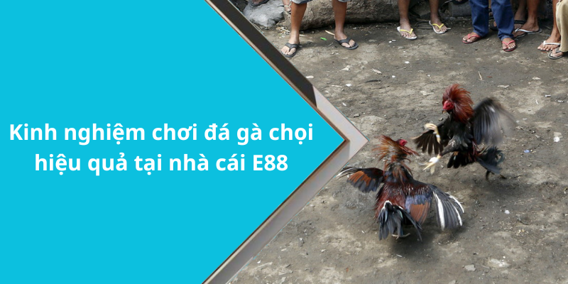 Kinh nghiệm chơi đá gà chọi hiệu quả tại nhà cái E88
