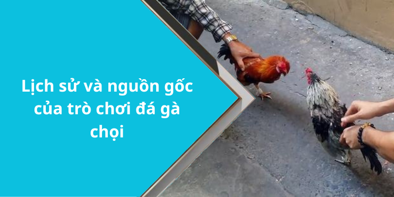 Lịch sử và nguồn gốc của trò chơi đá gà chọi