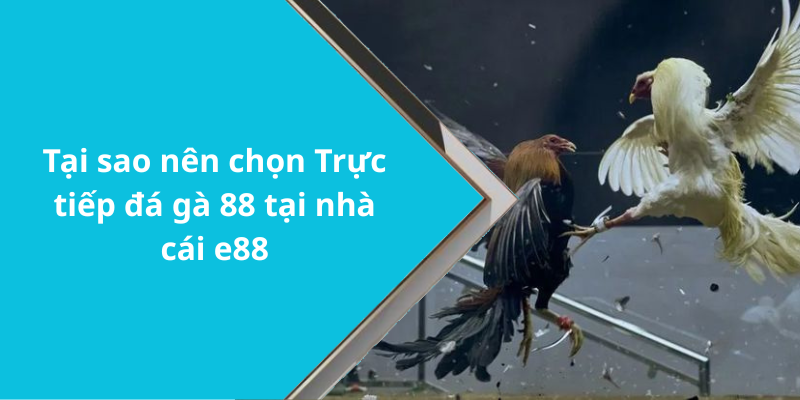 Tại sao nên chọn Trực tiếp đá gà 88 tại nhà cái e88