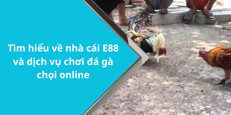 Tìm hiểu về nhà cái E88 và dịch vụ chơi đá gà chọi online