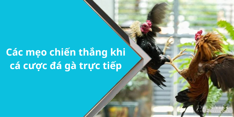 Các mẹo chiến thắng khi cá cược đá gà trực tiếp