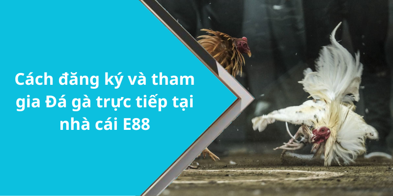 Cách đăng ký và tham gia Đá gà trực tiếp tại nhà cái E88