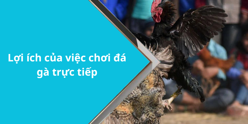 Lợi ích của việc chơi đá gà trực tiếp