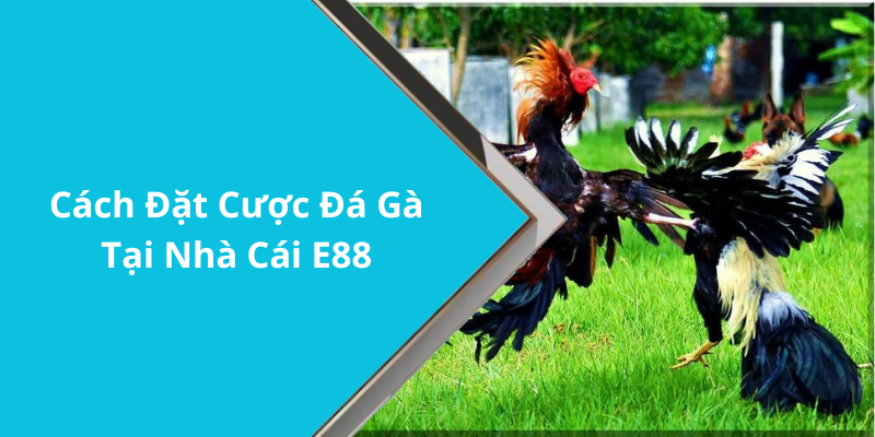 Cách Đặt Cược Đá Gà Tại Nhà Cái E88
