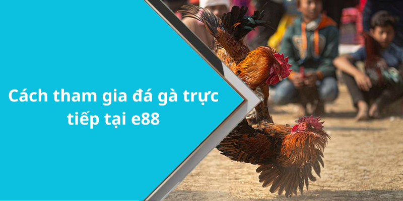 Cách tham gia đá gà trực tiếp tại e88