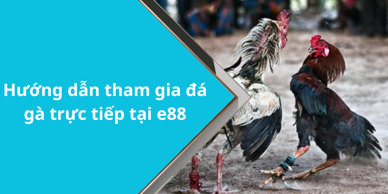Hướng dẫn tham gia đá gà trực tiếp tại e88