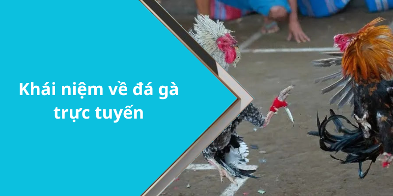 Khái niệm về đá gà trực tuyến
