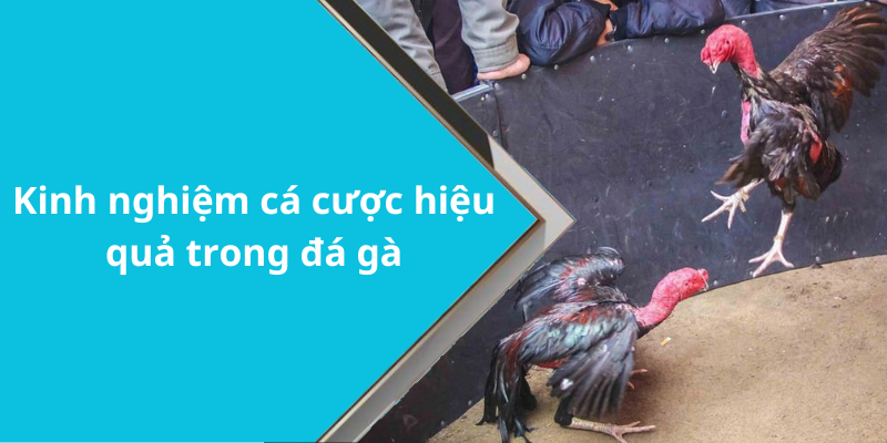 Kinh nghiệm cá cược hiệu quả trong đá gà