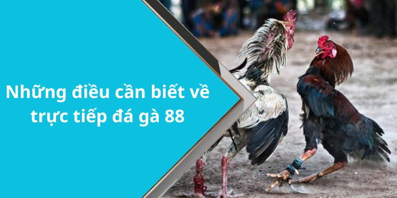 Những điều cần biết về trực tiếp đá gà 88
