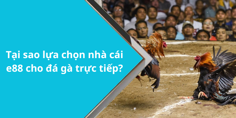Tại sao lựa chọn nhà cái e88 cho đá gà trực tiếp