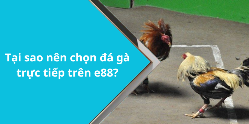 Tại sao nên chọn đá gà trực tiếp trên e88