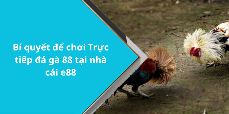 Bí quyết để chơi Trực tiếp đá gà 88 tại nhà cái e88