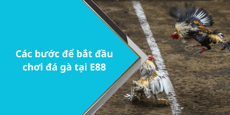 Các bước để bắt đầu chơi đá gà tại E88
