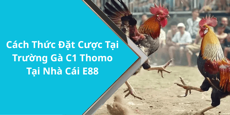 Cách Thức Đặt Cược Tại Trường Gà C1 Thomo Tại Nhà Cái E88