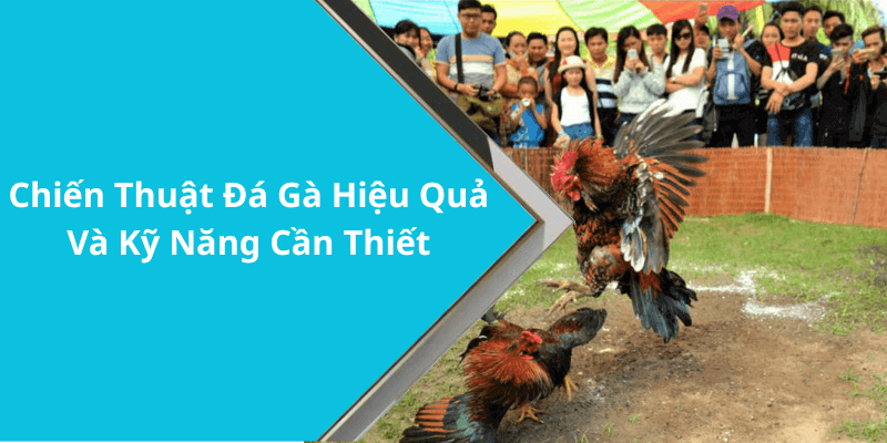 Chiến Thuật Đá Gà Hiệu Quả Và Kỹ Năng Cần Thiết