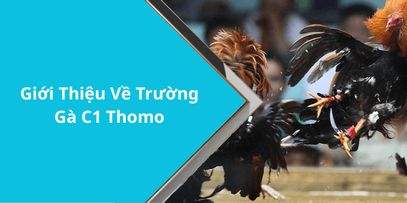 Giới Thiệu Về Trường Gà C1 Thomo