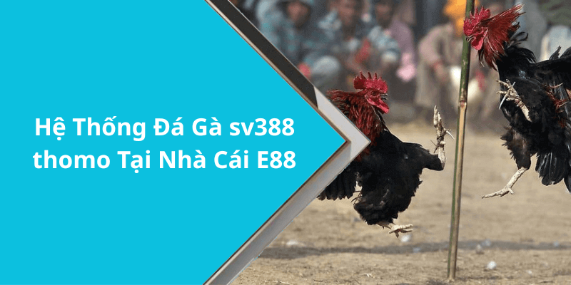 Hệ Thống Đá Gà sv388 thomo Tại Nhà Cái E88