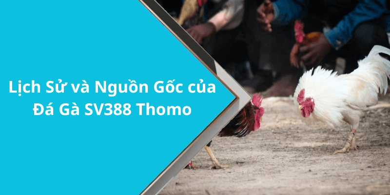 Lịch Sử và Nguồn Gốc của Đá Gà SV388 Thomo