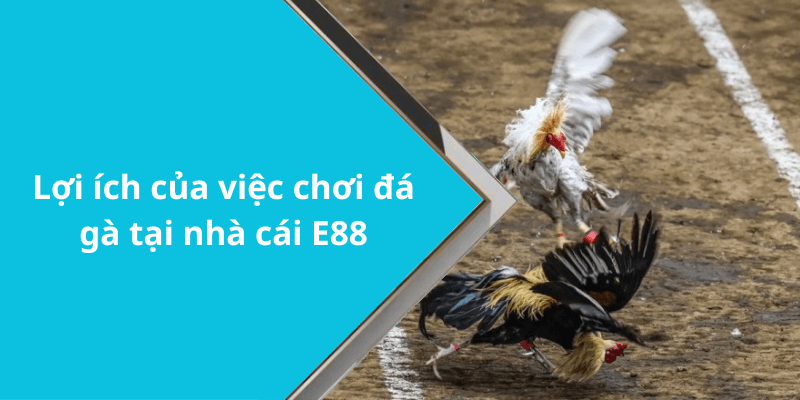 Lợi ích của việc chơi đá gà tại nhà cái E88