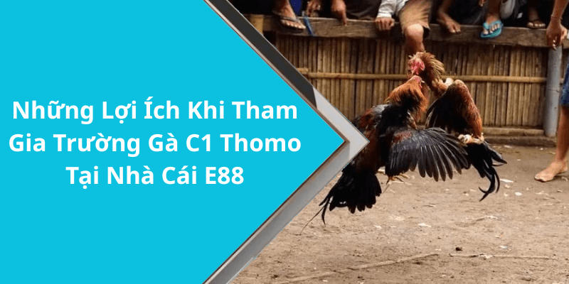 Những Lợi Ích Khi Tham Gia Trường Gà C1 Thomo Tại Nhà Cái E88