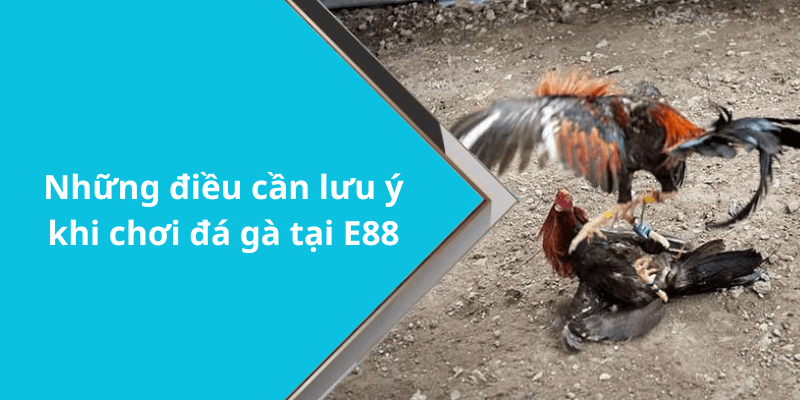 Những điều cần lưu ý khi chơi đá gà tại E88